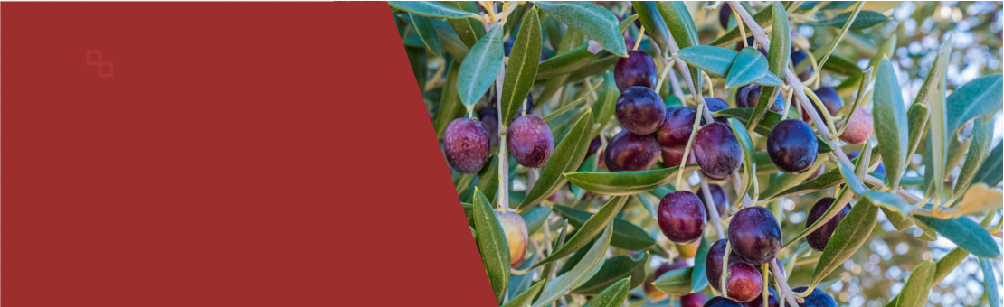 Olives a punt de la recol·lecta
